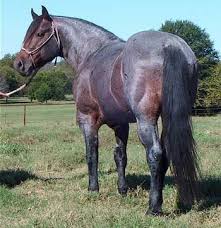 Black And Brown Quarter Horse Horses Justthinking Us Horses Quarter Horse Horse Breeds