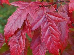 What trees do well in full sun. Yardsmart Trees And Shrubs