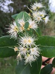 Image result for Syzygium cordatum