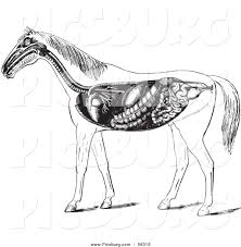 Horse Digestive Diagram Technical Diagrams
