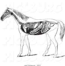 horse digestive diagram technical diagrams