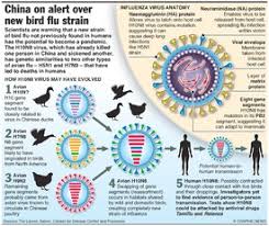 How does it affect humans? China Bird Flu Virus Generation Infographic
