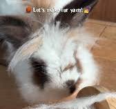 macy | i need a rabbit now | Instagram