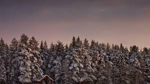 Winter Forest Wallpaper Desktop Kolpaper Awesome Free Hd Wallpapers Download fog covered trees in forest hd winter wallpaper from the above hd widescreen 4k 5k 8k ultra hd resolutions for desktops laptops, notebook, apple iphone & ipad, android mobiles & tablets. winter forest wallpaper desktop