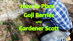 Today no one is claiming any of the same ancient health benefits, however with modern technology we can confirm that the antioxidant capacity of goji is relatively high. How To Plant Goji Berries Youtube