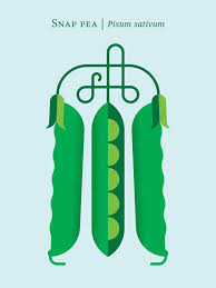 Vegetables Poster Illustrations by Christopher Dina