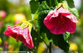 Image result for Abutilon englerianum