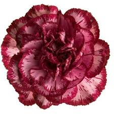 Pin On Craveable Carnations