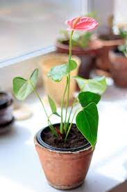 Anthurium Leaves Turning Yellow Causes And Solutions Smart Garden Guide Anthurium Anthurium Plant Anthurium Care