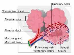Systemic And Pulmonary Circulation