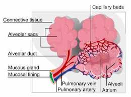 systemic and pulmonary circulation