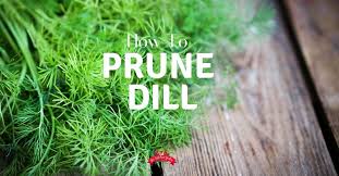 It needs full sunlight but other than this, it will grow in poor to good soil and under dry and wet conditions. How To Prune Dill For Fuller Plants The Kitchen Garten