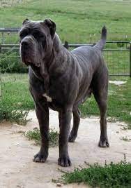 See more ideas about neo mastiff, mastiffs, neapolitan mastiffs. Black Neapolitan Mastiff Online Shopping