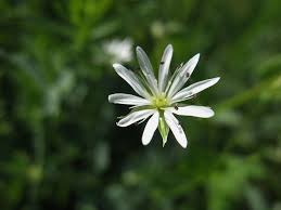 Image result for Stellaria sennii
