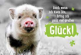 Warum Schweine Gluck Bringen Gutsch Verlag