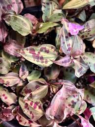 Image result for Tinnea galpinii