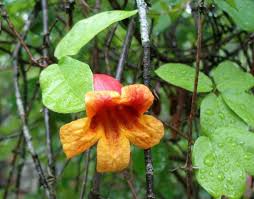 Image result for Bignonia capreolata