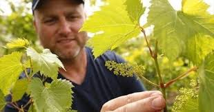 New winery opens in Peterborough County