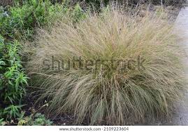 Image result for Eragrostis congesta