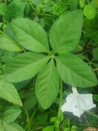 Image result for Ipomoea hochstetteri