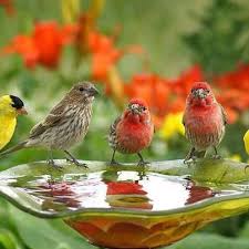 Bird In Bird Bath Video Birds Of Unlike Feathers Can Be Friends Pet Birds Bird Pretty Birds