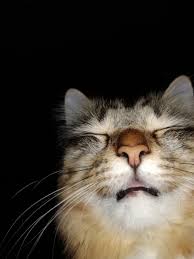 I did some research and discovered that they stress cats out. Cztid7o4qiuzpm