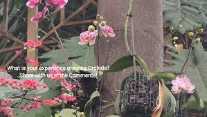 Image result for Eggelingia ligulifolia