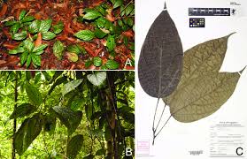 Image result for Albertisia