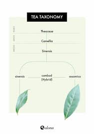 Image result for Camellia sinensis