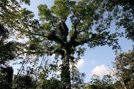 Image result for Ceiba
