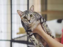 All prospective adopters must fill out our adoption application and pay an adoption fee. 9 Best Animal Shelters To Adopt A Dog Or Cat In Singapore