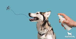 10 Natural Diy Mosquito Repellents For Your Dog Dogs Naturally