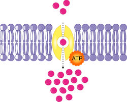 The history of active transport inc. Learn About Energy Requirement Of Active Transport Chegg Com