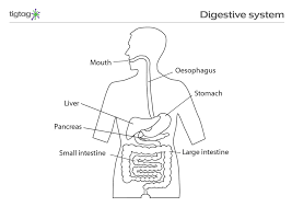 You can make it as simple as you like by drawing lots of squiggles and keeping the shape round. The Digestive System Stem