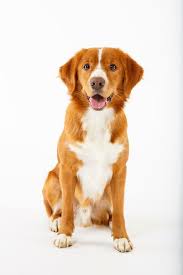 See more ideas about dogs, nova scotia duck tolling retriever, nova scotia duck tolling. Die 43 Besten Ideen Zu Toller Goldendoodle Hunde Tiere Tiere Hund