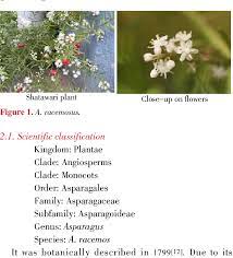 Plant Profile Phytochemistry And Pharmacology Of Asparagus Racemosus Shatavari A Review Semantic Scholar