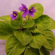 Image result for Saintpauliopsis