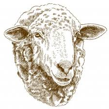 En wat dacht je van een bloemenschilderij. Schapen Tekening
