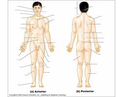 Imagine that when you're studying a (correctly anatomically positioned) body you're looking at a map. Anatomical Regional Terms
