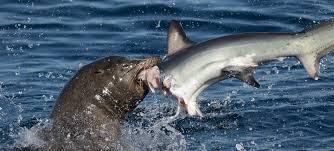 Yet, their favorite food, seals and sea lions, can give them a run for their money. Hungry Sea Lion Eating An Eight Foot Long Shark
