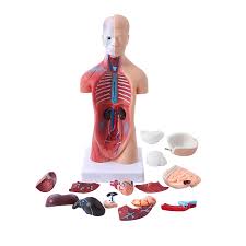 The torso or trunk is an anatomical term for the central part, or core, of many animal bodies (including humans) from which extend the neck and limbs. Human Torso Body Model Anatomy Anatomical Medical Internal Organs For Teaching Human Body Structure Child Teaching Teach Tool Medical Science Aliexpress