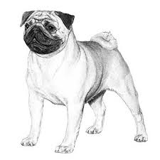 Pug Dog Breed Information