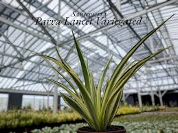 Image result for Sansevieria parva