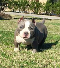 Maybe you would like to learn more about one of these? Puppy Bully With Blue Eyes Puppies Pitbulls Pitbull Breeders