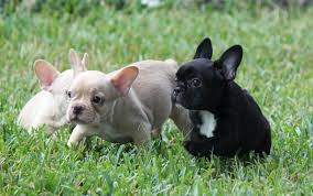 Jul 11, 2021 · browse thru wolf hybrid puppies for sale in usa area listings on puppyfinder.com to find your perfect puppy. 2 500 French Bulldog Puppies Must See Puppies For Sale El Paso Tx Shoppok