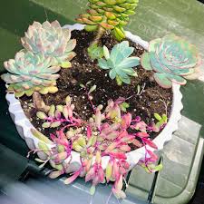 Image result for Aloe inyangensis