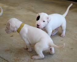 Nov 18, 2020 · the current median price for all dogo argentinos sold is $1,747.50. Dogo Argentino Dog Information Photos Dogexpress