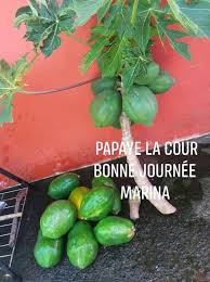Papaye La Cour Vegetables Stuffed Peppers Fruit