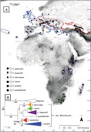 Image result for Carex runssoroensis