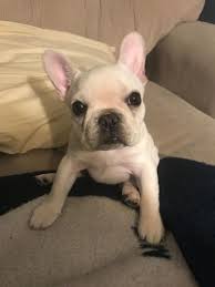 We did a lot of research before we settled on to getting a puppy from them. Y Kyqm7pro3xm